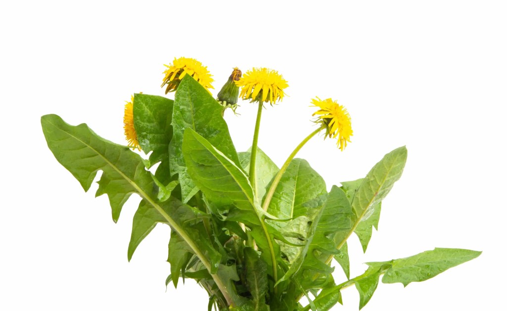 A cluster of dandelions with bright yellow blooms and jagged leaves, standing defiantly against a white background.