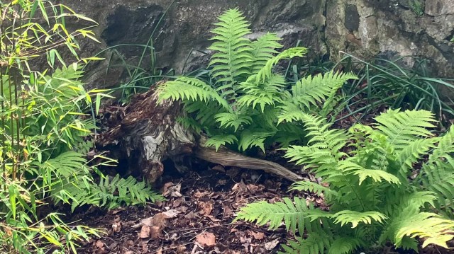 Ferns and bamboo surrounding a piece of driftwood nestled at the base of a stone wall.
