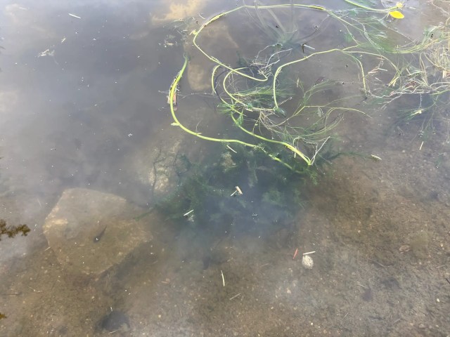 A clear garden pond with submerged vegetation and visible tadpoles hovering near the surface.