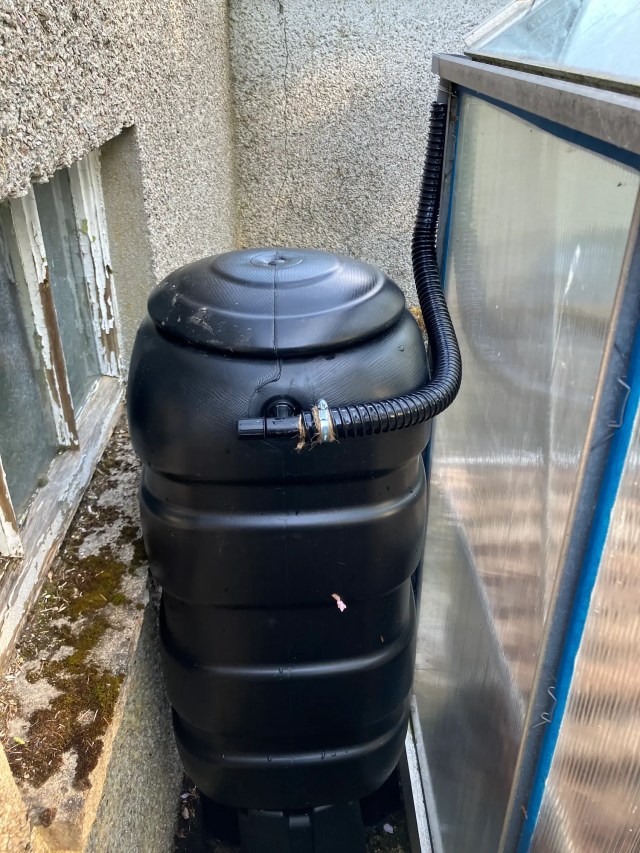 Black water butt connected to greenhouse guttering with a coiled hose, secured with a jubilee clip and twine.