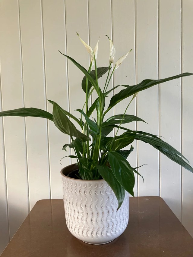 Peace lily in a white ceramic pot, standing upright with dark green leaves and a white bloom.