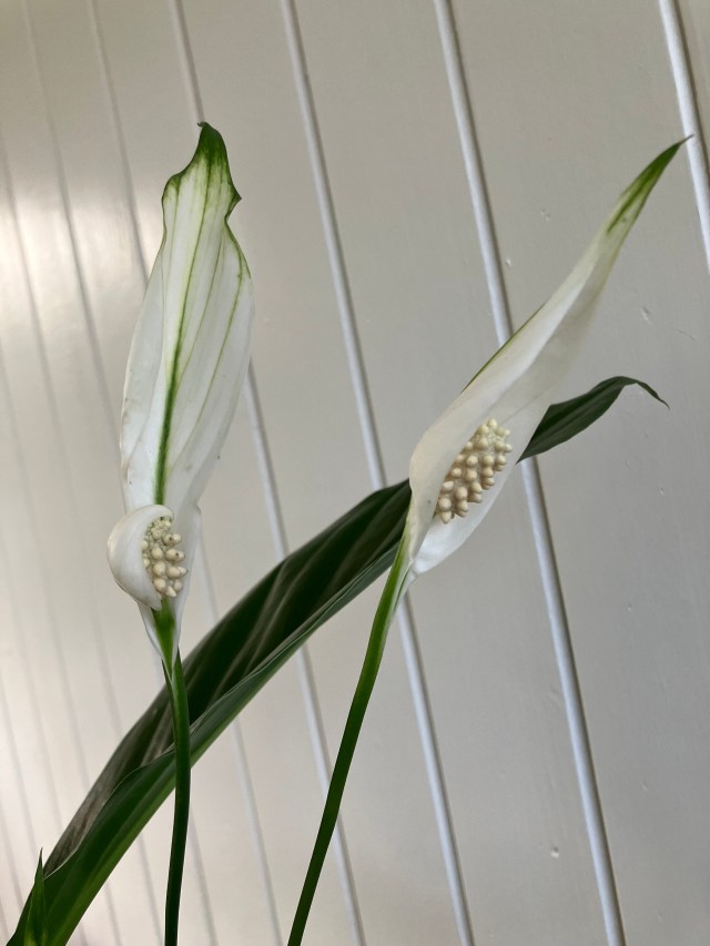 Close-up of peace lily flower with gently curled spathe and pale green tip.