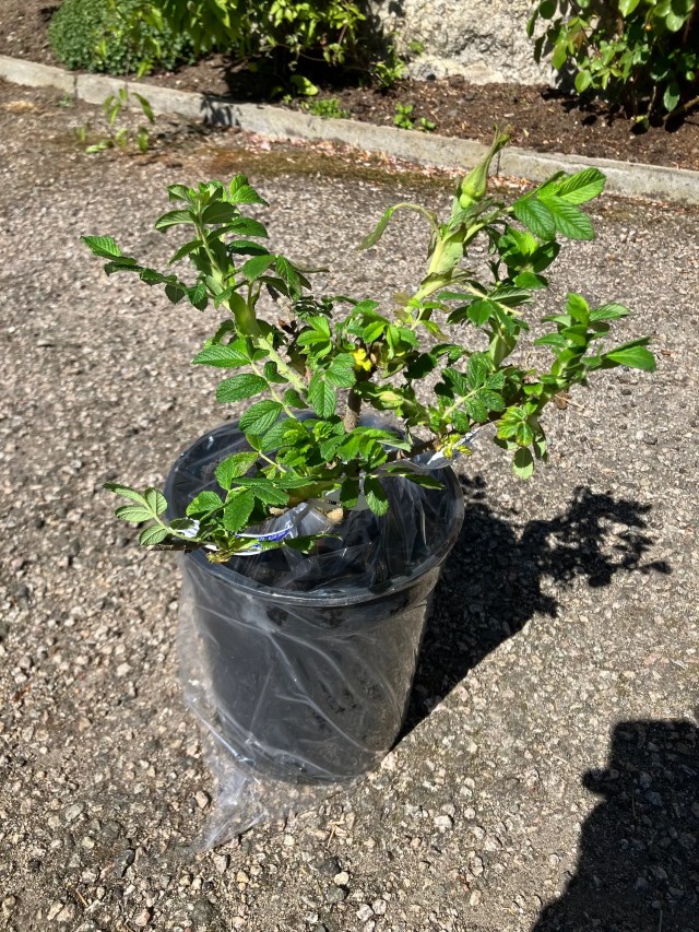 Full view of Rosa ‘Roseraie de l’Haÿ’ in a nursery pot on gravel, still in transit wrapping