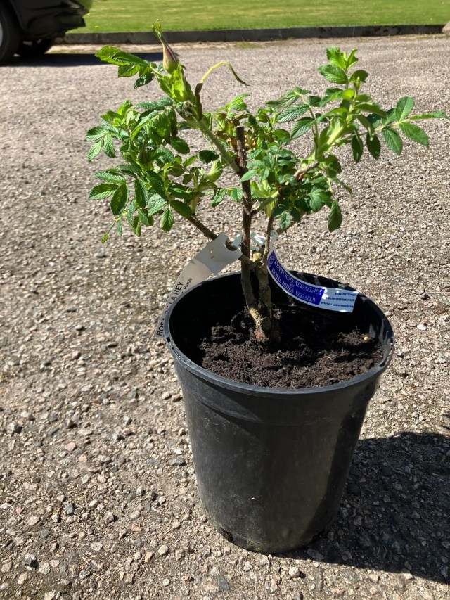 Rosa ‘Roseraie de l’Haÿ’ in her pot, unwrapped with visible nursery tag