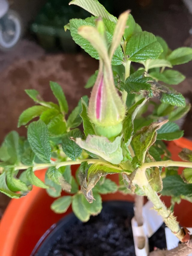 Close-up of a tightly furled magenta rosebud on Rosa ‘Roseraie de l’Haÿ’ showing early colour