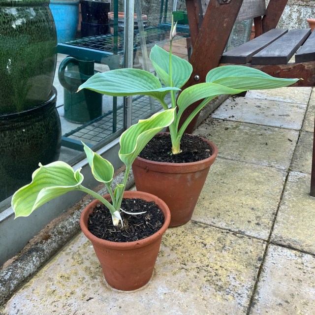 Two large hostas in terracotta pots — ‘Empress Wu’ and ‘Sagae’ — waiting beside a greenhouse.