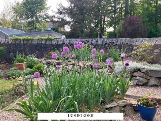 View of the Iris Border in full bloom with Allium Gladiator and bearded irises in May 2025.