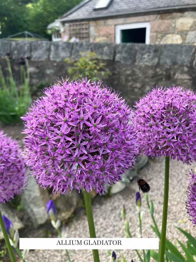 Allium Gladiator blooms with a visiting bumblebee, captured in the Iris Border.