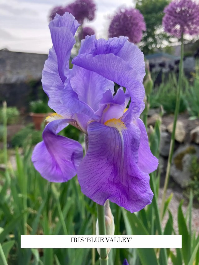 Iris ‘Blue Valley’ in bloom, soft blue-violet petals in natural light.