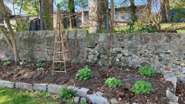 Early-stage planting of garden border with Taxus baccata and stone wall.