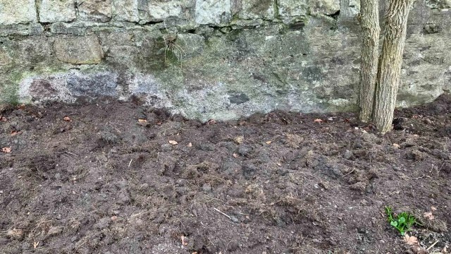 A freshly mulched garden border beneath a weathered stone wall, with a young tree on the right.