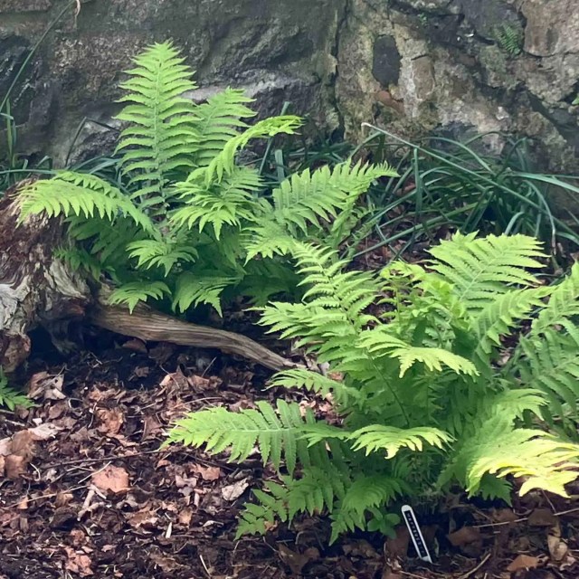 Matteuccia struthiopteris fern fronds unfurling in filtered light.