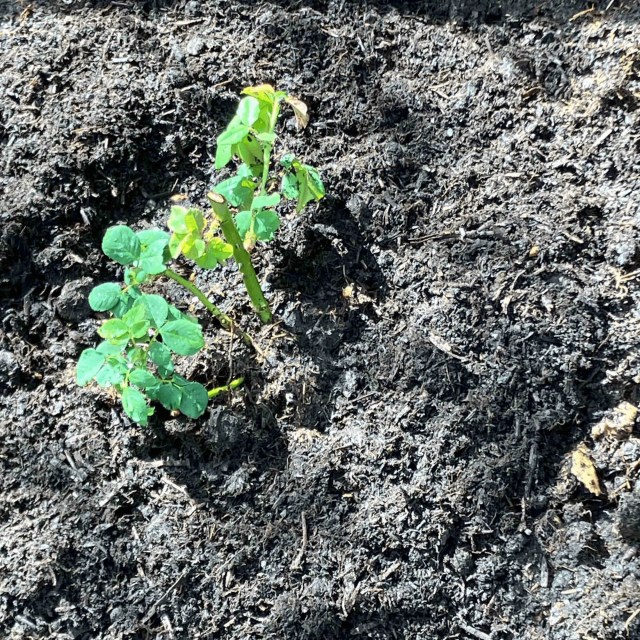 Newly planted Rosa ‘Souvenir du Docteur Jamain’ at the base of arch.