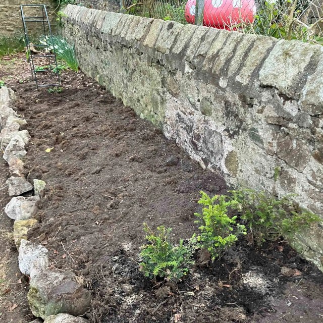 Newly planted yews (Taxus baccata) at the edge of a garden border with stone wall.