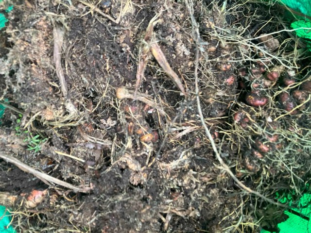 A tangled heap of crocosmia corms and roots freshly excavated from a garden trench.