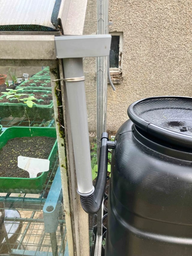 A water butt connected to a greenhouse downpipe with a narrow inlet and temporary hose fitting.