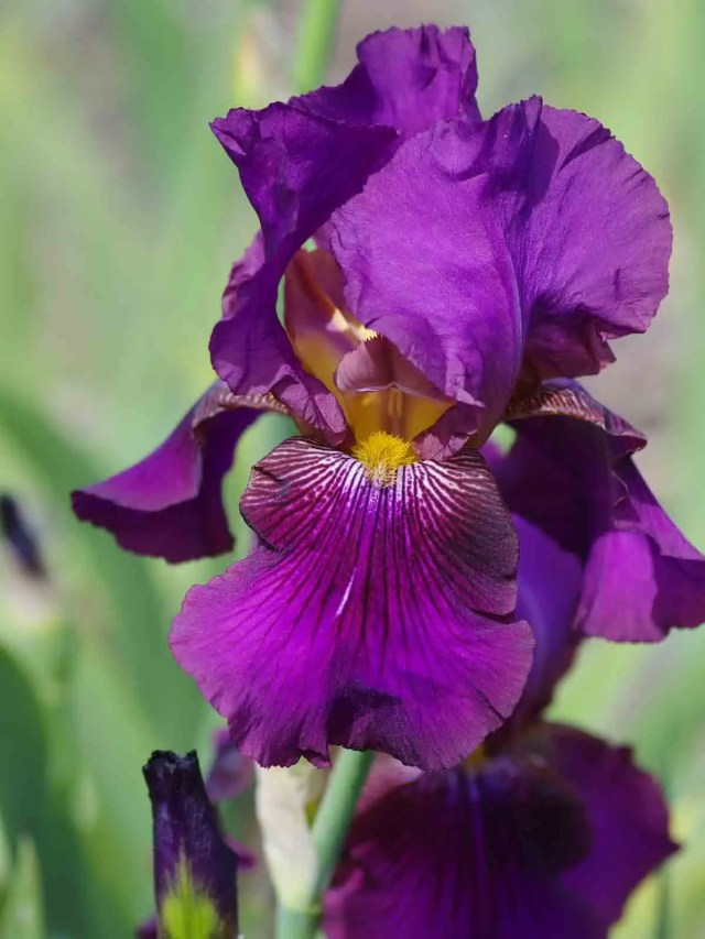 Dark purple bloom of Iris ‘Benton The Menace’ with strong structure and vivid colour