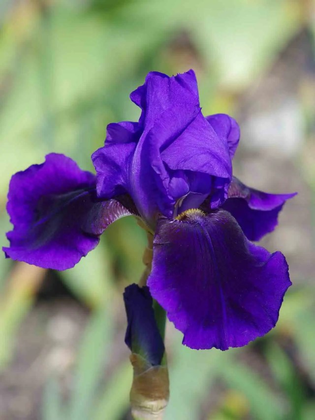 Delicate blue-lavender iris flower of ‘Benton Nigel’ in early bloom