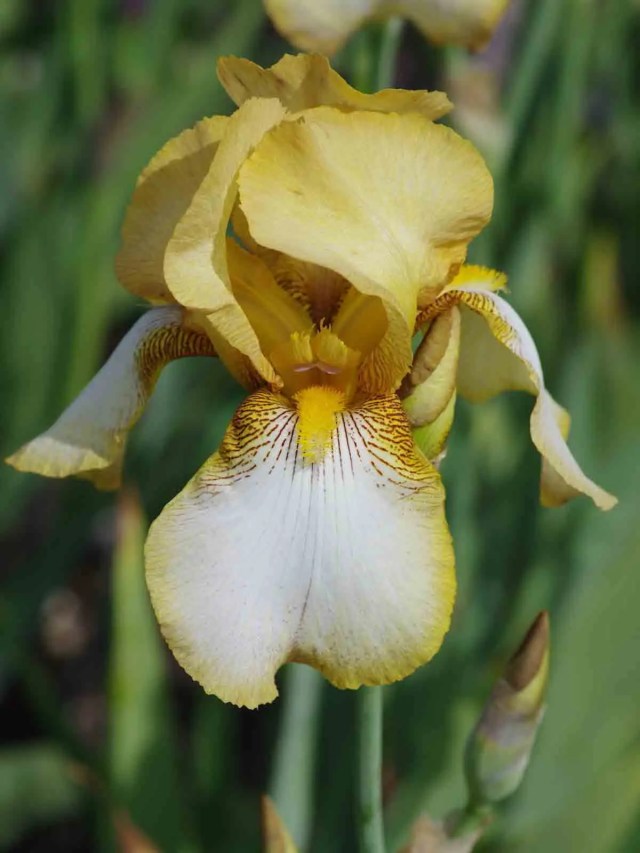 Soft yellow and white bloom of Iris ‘Benton Susan’ with delicate veining