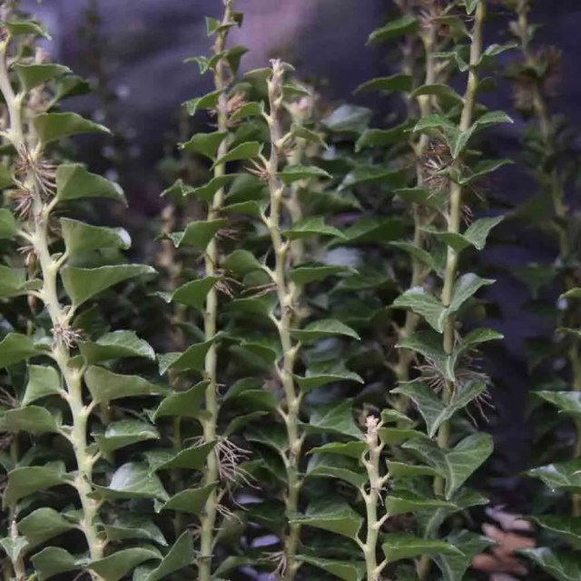 Upright ivy Hedera helix ‘Erecta’ with vertical green stems.