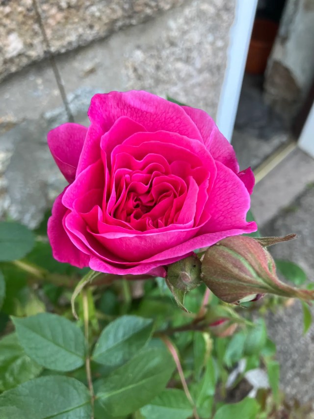 Rosa ‘Gertrude Jekyll’ bloom just beginning to open, showing rich pink petals in early light.