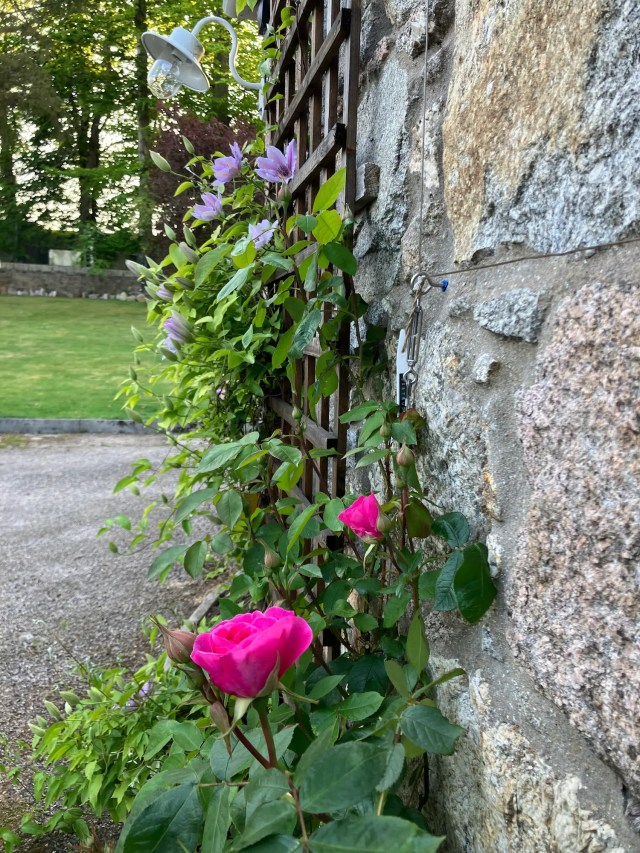 Rosa ‘Gertrude Jekyll’ rose alongside emerging Clematis ‘Comtesse de Bouchaud’ on a trellis.