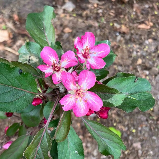 Close-up of pink blossoms on Malus ‘Laura’ against spring foliage.