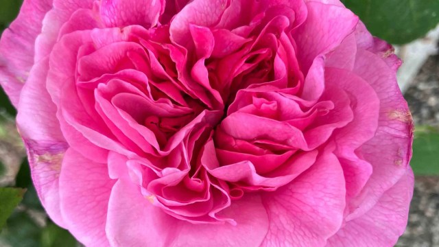 Close-up of Rosa ‘Gertrude Jekyll’ in full bloom, vibrant pink petals densely layered.
