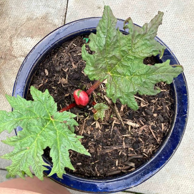 Young Rheum palmatum var. tanguticum growing in a blue ceramic pot, with red stem and large crinkled leaves.