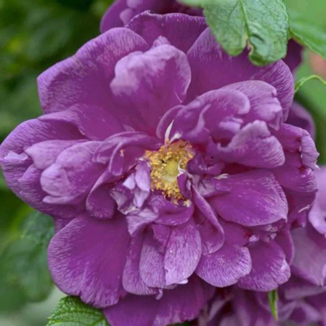 Close-up of Rosa ‘Roseraie de l’Haÿ’ in bloom, with deep magenta petals and golden stamens.