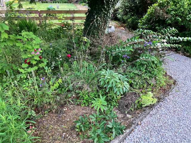 Early summer planting bed at Beech Cottage with hellebores, geraniums, and Solomon’s seal, beside a gravel path.