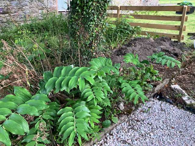 Lush Solomon’s seal plants curving beneath an ivy-clad tree beside a gravel path and compost heap.
